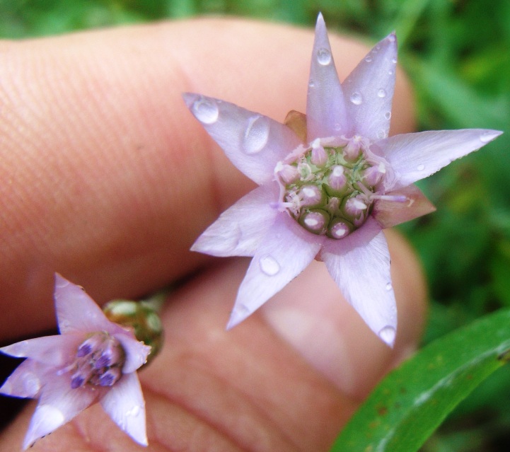 Xeranthemum cylindraceum / Perpetuini piccoli